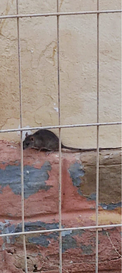 ratas cuartel de Vera